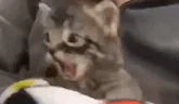 bite emote
