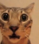 HowToZelfie