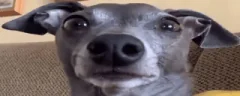 plinkdog emote