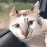 Sigh emote