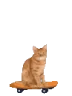 KICKFLIP emote