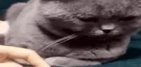 PizdecKakayaInteresnayaInformaciyaNaKotoruyuVsemPohuj emote