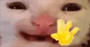 hiii emote
