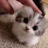 catPats emote