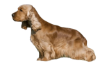 mujpies emote