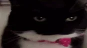 Preparing emote