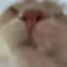 drinking emote