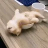 snoozing emote