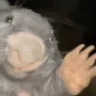 KurwaBober emote