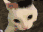 KhajiitInhalesSkooma