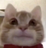 frank emote