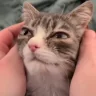 AlrightPet emote