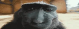 WRIZZ emote