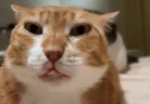 mewing emote