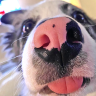 Blep emote