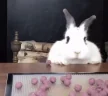 BunnyFall emote