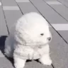 LOUD emote