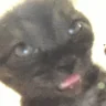 braindeadmoronidiot emote