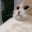 catSigh