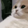catSigh emote