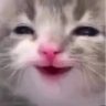highCat emote