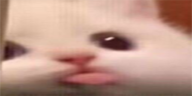 blaaa emote