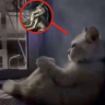 dreams emote
