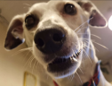 poppyStare emote