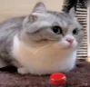boom emote