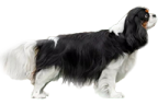 twujpies emote
