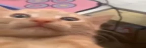 wideWAA emote