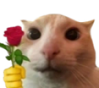 catRose Twitch emote