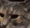 LOCKIN emote