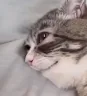 notAlright emote