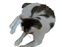 twujkot emote