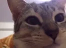 mdaa emote