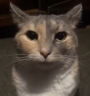 LOCKED emote