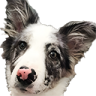 goodBoi emote