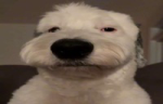 ehm emote