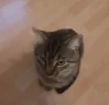 beep emote