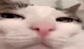 Prezrenie emote