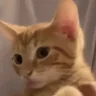 bah emote
