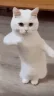 catDance emote