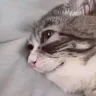 notAlright emote