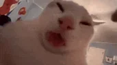 zuh emote