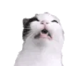 achoo emote