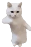 CatTime emote