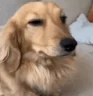 0-0 emote