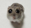 :c emote