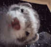 JethroXDD emote